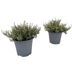 Thymus citriodorus Silver Queen Thymus Silver Queen
(8 Plants/Order)(14cmP 25cmH)