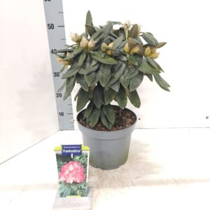 Rhododendron Yakushimanum Rhododendron (Y) 'Fantasica'
(1 Plants/Order)(23cmP 30cmH)