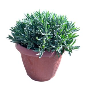 Lavandula angustifolia Lavandula Angustifolia
(1 Plants/Order)(25cmP 45cmH)