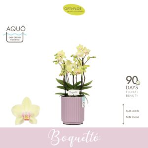 Phalaenopsis Multiflora Boquetto Sensation 3-5 spike in Molise Lilac Aquo
(6 Plants/Order)(12cmP 45cmH)