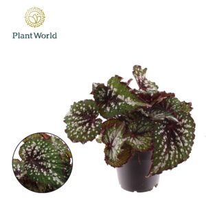 Begonia (Rex Grp) Magic Colours Bos Begonia rex Bostella
(8 Plants/Order)(12cmP 25cmH)