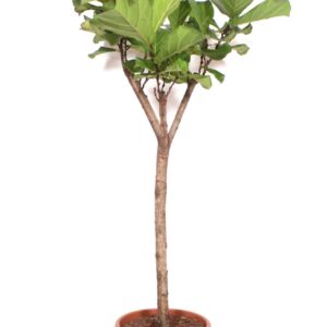 Ficus lyrata Ficus lyrata
(1 Plants/Order)(45cmP 200cmH)