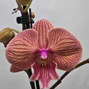 Phalaenopsis other Limited 27 Week 9
(10 Plants/Order)(12cmP 65cmH)