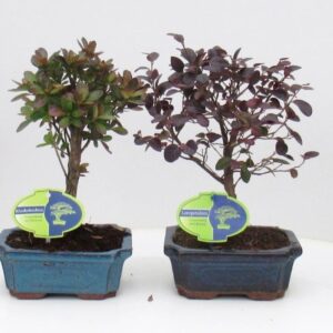 Bonsai Bonsai mix outdoor, 15 cm., broom, without drip tray - Partly without leaves dur
(8 Plants/Order)(15cmP 30cmH)