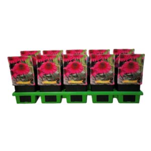 Echinacea Delicious Candy Echinacea 'Delicious Candy' P11
(10 Plants/Order)(11cmP 25cmH)