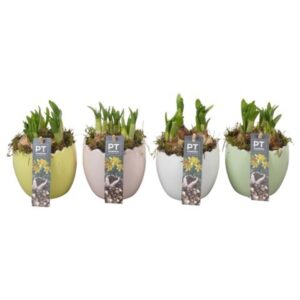 Narcissus Tete a Tete PTNP4499 Arrangement Narcissus Easter in Ceramics ei
(7 Plants/Order)(11cmP 16cmH)