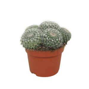 Mammillaria Hahniana Mammillaria hahniana Group 10,5 cm
(10 Plants/Order)(10.5cmP 15cmH)