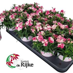 Carnation Sprint Pink & Proud Carnation Pink & Proud P10.5
(12 Plants/Order)(10cmP 24cmH)
