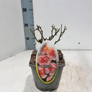 Rosa Rosa (PA) 'Carminia' ®
(8 Plants/Order)(14cmP 10cmH)