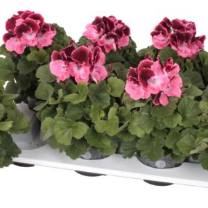 Pelargonium Pelargonium Grandifloru Pelg. Bella Donna Roze-Rood 12cm
(8 Plants/Order)(12cmP 28cmH)