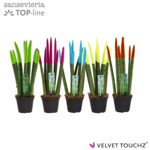 Sansevieria Cylindrica Sansevieria VELVET TOUCHZ® mix Ibiza
(12 Plants/Order)(8.5cmP 30cmH)