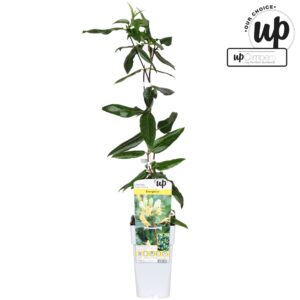 Lonicera Copper Beauty Lonicera henryi Copper Beauty P15
(10 Plants/Order)(15cmP 65cmH)