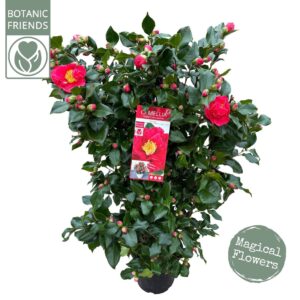 Camellia japonica Dr King Camellia jap. 'Dr. King'
(1 Plants/Order)(29cmP 105cmH)