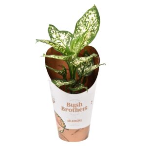 Aglaonema other Aglaonema White Star
(10 Plants/Order)(12cmP 35cmH)