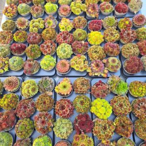 Sempervivum Sempervivum Toetie Froeties ® schaaltje 13, mix per Tray
(8 Plants/Order)(13cmP 12cmH)