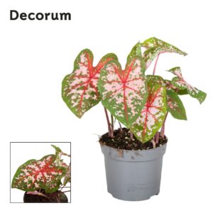 Caladium Caladium Carolyn Whorton Decorum
(6 Plants/Order)(13cmP 25cmH)