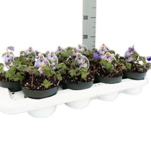 Anemone blanda Anemone Blanda
(12 Plants/Order)(12cmP 10cmH)