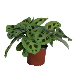 Maranta Kerchoveana Maranta leuconeura 'Kerchoveana'
(10 Plants/Order)(12cmP 30cmH)