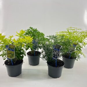 Choisya ternata Choisya mix (minimum order one layer)
(1 Plants/Order)(19cmP 35cmH)