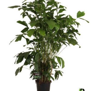Caryota mitis Caryota mitis
(1 Plants/Order)(27cmP 140cmH)