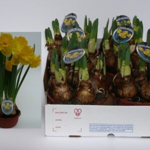 Narcissus Gold Medal Narcissus Gold medal
(7 Plants/Order)(16cmP 20cmH)