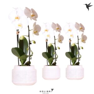 Phalaenopsis Elegant Cascade Kolibri Orchids Phalaenopsis Cascade Niagara Fall white 1 spike in Maze Pot whit
(3 Plants/Order)(12cmP 50cmH)