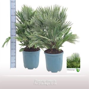 Chamaerops humilis var. argen Chamaerops compacto
(1 Plants/Order)(33cmP 100cmH)