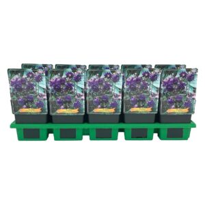 Aquilegia vulgaris Aquilegia vulgaris 'Blue Barlow' P11
(10 Plants/Order)(11cmP 25cmH)