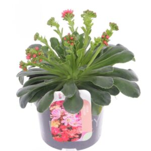 Lewisia cotyledon Lewisia cotyledon
(8 Plants/Order)(13cmP 20cmH)