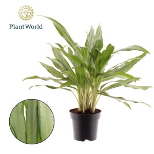 Aglaonema White Lance Aglaonema White Lance
(6 Plants/Order)(14cmP 50cmH)