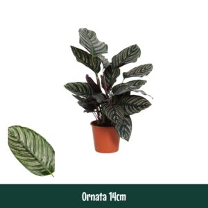 Calathea sanderiana 14cm Ornata Living
(8 Plants/Order)(14cmP 45cmH)