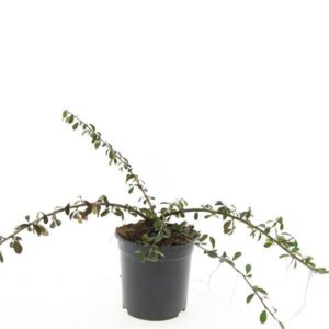 Cotoneaster radicans Eichholz Cotoneaster radicans 'Eichholz'
(8 Plants/Order)(14cmP 10cmH)