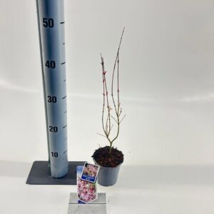 Acer palmatum Acer pal. 'Iyoshi'
(12 Plants/Order)(10.5cmP 40cmH)