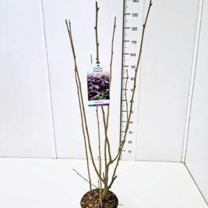 Corylus Purpurea Corylus maxima 'Purpurea' 80-100C5
(1 Plants/Order)(23cmP 100cmH)