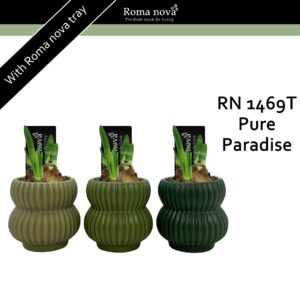 Narcissus Arrangement 1469T - Pure Paradise (Tete a Tete)
(9 Plants/Order)(8cmP 16cmH)