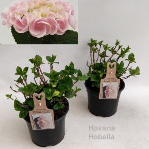 Hydrangea Hovaria Hobella Hydrangea Hovaria Hobella Garden 19cm
(21 Plants/Order)(19cmP 35cmH)