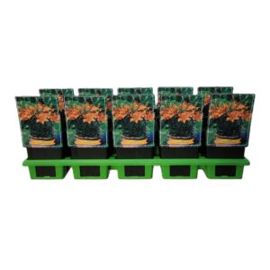 Lilium Lilium 'Abbeville's Pride' P11
(10 Plants/Order)(11cmP 25cmH)