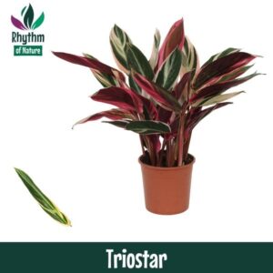 Stromanthe Triostar Calathea 14cm Triostar - Rhythm of Nature (Stromanthe)
(8 Plants/Order)(14cmP 45cmH)