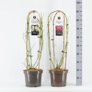 Rosa pink Classics Rambler mix, C7.5, met bogen
(1 Plants/Order)(26cmP 70cmH)