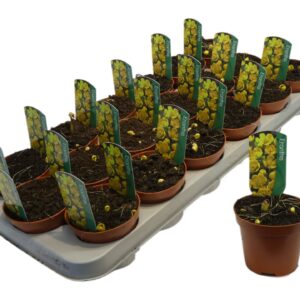 Eranthis hyemalis Eranthis hyemalis
(18 Plants/Order)(9cmP 12cmH)