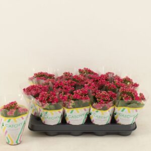 Kalanchoe Calandiva Garbo Kalanchoe Double Purple
(16 Plants/Order)(8cmP 15cmH)