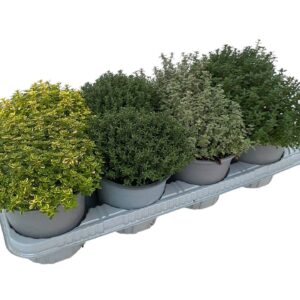 Herbs Thymus mixed in tray
(8 Plants/Order)(14cmP 25cmH)