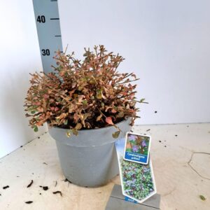 Ceratostigma griffithii Ceratostigma griffithii
(1 Plants/Order)(23cmP 40cmH)