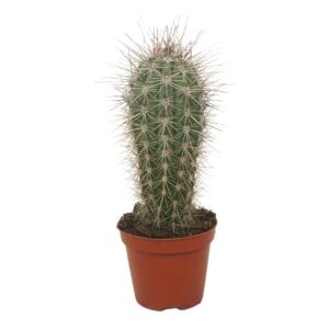 Pachycereus pringlei Pachycereus pringlei single 8,5 cm
(18 Plants/Order)(8.5cmP 12cmH)