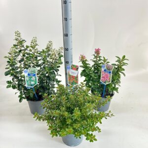 Escallonia Escallonia mix (minimum order one layer)
(1 Plants/Order)(19cmP 45cmH)