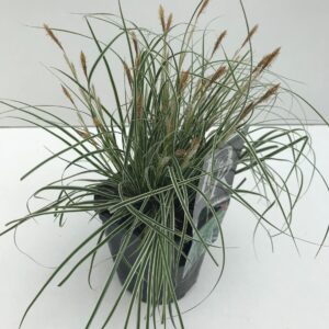 Carex oshimensis Everest Carex 'Everest'
(6 Plants/Order)(17cmP 30cmH)