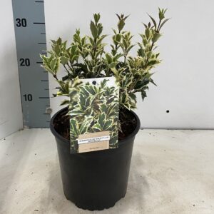 Osmanthus heterophyllus Variegatus Osmanthus heterophyllus 'Variegatus'
(1 Plants/Order)(17cmP 40cmH)