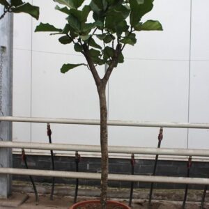 Ficus lyrata Ficus lyrata
(1 Plants/Order)(55cmP 250cmH)