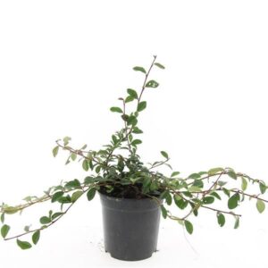 Cotoneaster dammeri Cotoneaster dammeri
(8 Plants/Order)(14cmP 10cmH)