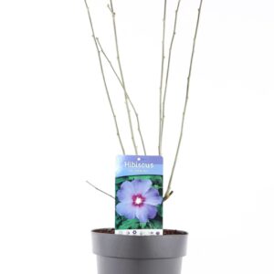 Hibiscus syriacus Hibiscus syr. 'Oiseau Bleu' P21/C4.6
(1 Plants/Order)(21cmP 85cmH)